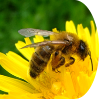 Bijenwerkgroep